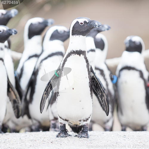 Image of Group of African penguin (spheniscus demersus)