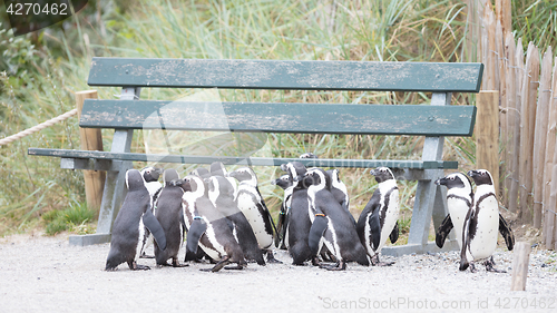 Image of Group of African penguin (spheniscus demersus)