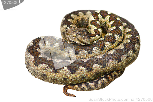 Image of isolated european venomous snake
