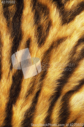 Image of tiger stripes on real pelt