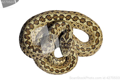Image of isolated beautiful meadow viper