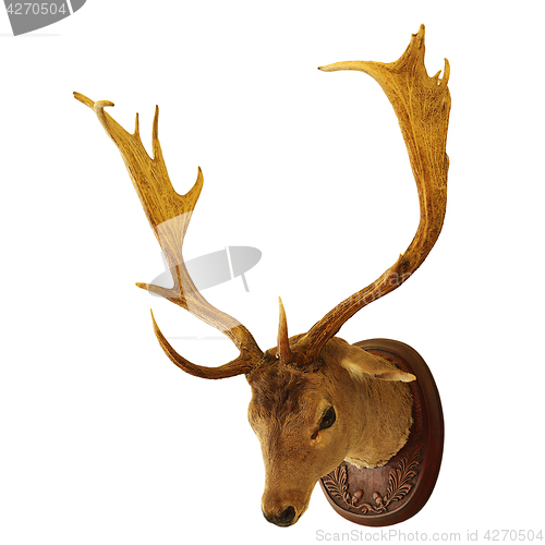 Image of fallow deer buck isolated trophy