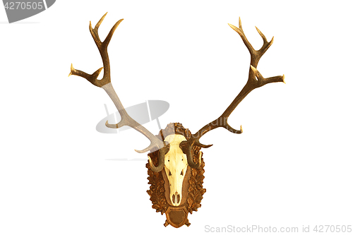 Image of large hunting trophy of red deer stag