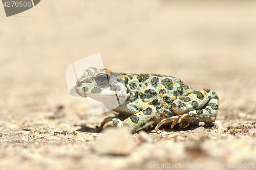 Image of full length image of european green toad