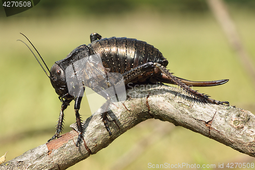 Image of big bellied cricket on twig