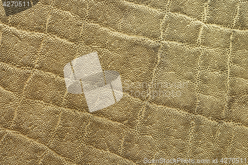 Image of textured detail of african elephant pelt