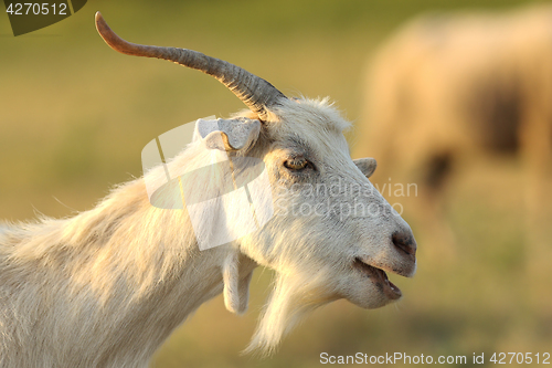 Image of white male goat portrait
