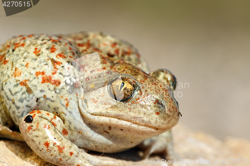 Image of portrait of common spadefoot