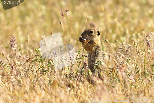 Image of european ground squirrel in natural habitat