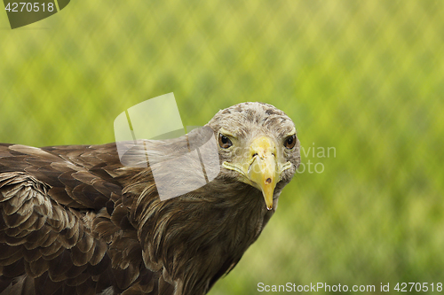 Image of white tailed eagle portrait