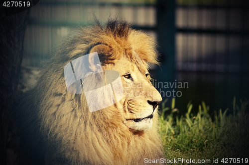 Image of portrait of big lion
