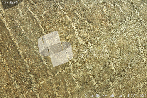 Image of textured african elephant skin