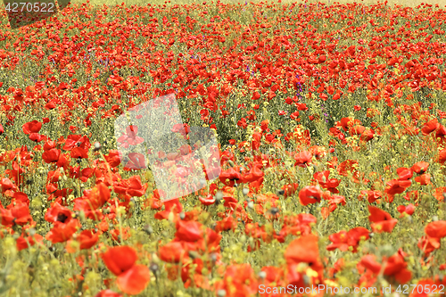 Image of wild red poppies field
