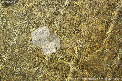 Image of detail of african elephant skin