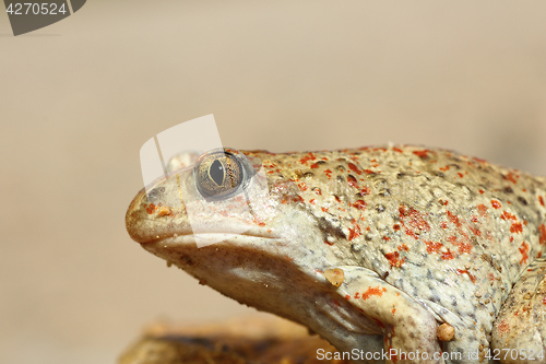 Image of macro image of common spadefoot toad