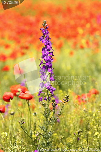 Image of purple wild flower in poppy field