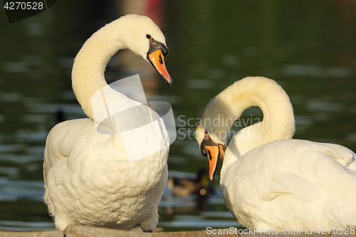 Image of mute swans couple