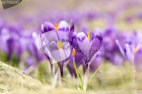 Image of closeup of wild saffron flowers