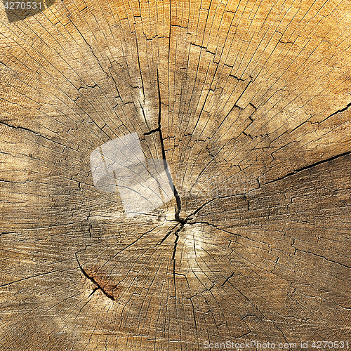 Image of textured detail of annual rings on wood