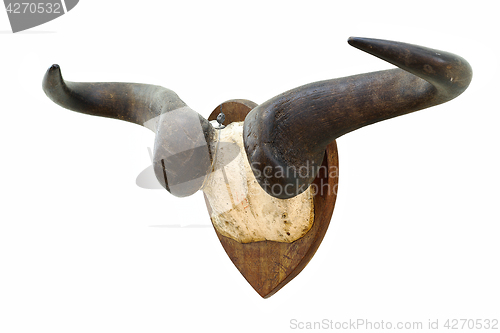 Image of wildebeest hunting trophy