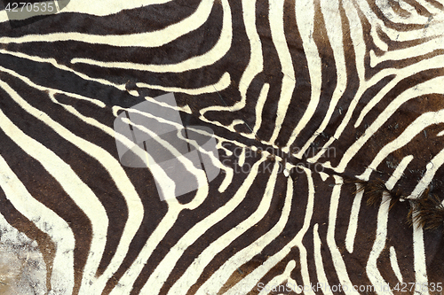 Image of texture of zebra old pelt