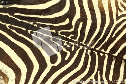 Image of zebra striped pattern