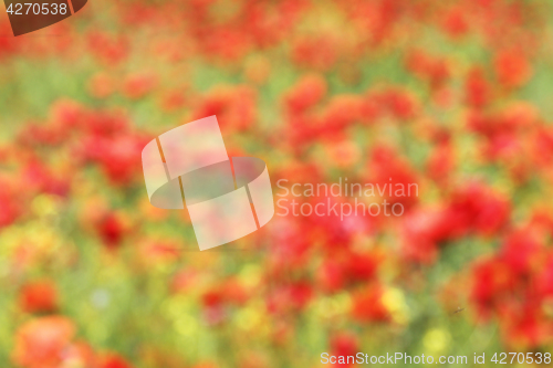 Image of abstract view of red poppies field