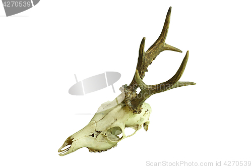 Image of roe deer buck cranium on white background