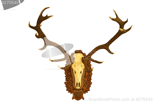 Image of beautiful red deer hunting trophy over white 1