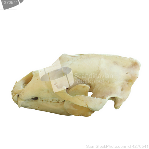 Image of isolated skull of brown bear
