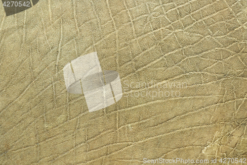 Image of closeup of african elephant skin