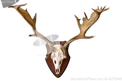 Image of deer stag isolated hunting trophy