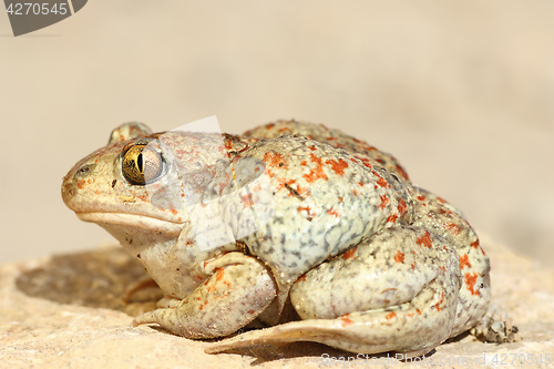 Image of colorful garlic toad