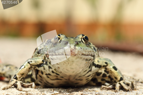 Image of portrait of marsh frog