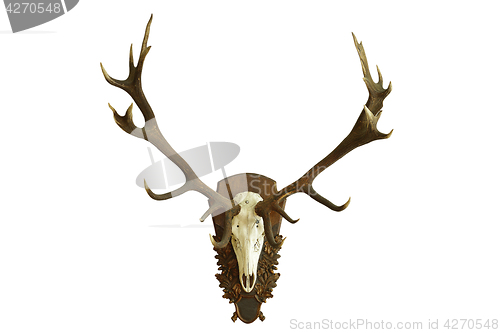 Image of large beautiful red deer skull over white