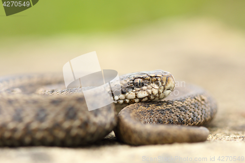 Image of juvenile hungarian meadow viper closeup