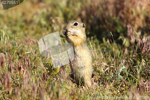 Image of european ground squirrel on meadow
