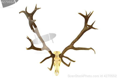 Image of huge red deer buck hunting trophy