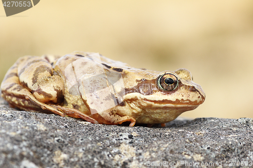 Image of profile view of common brown frog