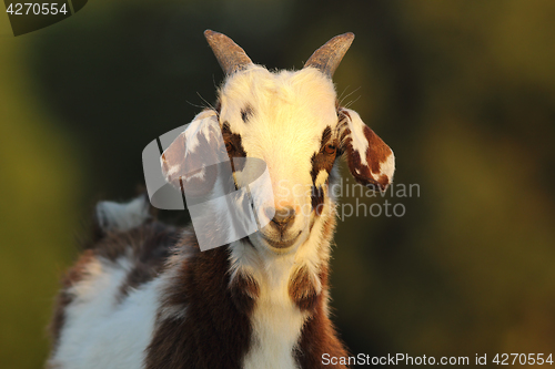 Image of cute mottled goat kid