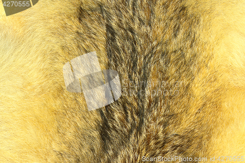 Image of eurasian lynx fur