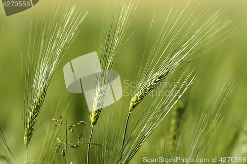 Image of wheat spikes in spring