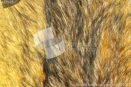 Image of detail of eurasian lynx leather