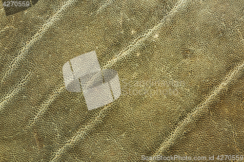 Image of detailed image of african elephant leather