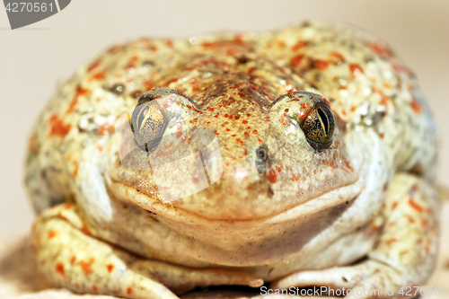 Image of garlic toad beautiful portrait
