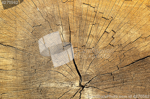 Image of cracks on spruce wood