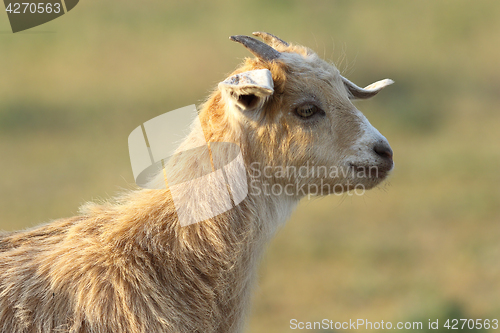 Image of young cute goat portrait