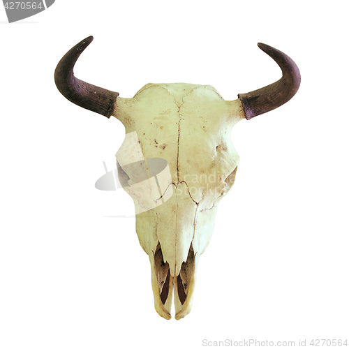 Image of isolated skull of european bison