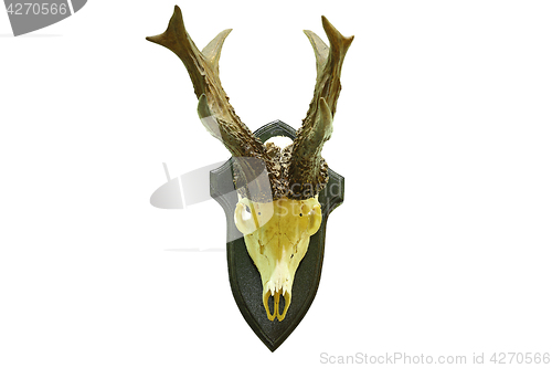 Image of huge roebuck hunting trophy