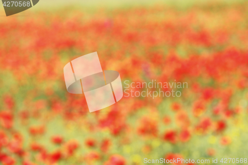 Image of beautiful out of focus background with wild poppies